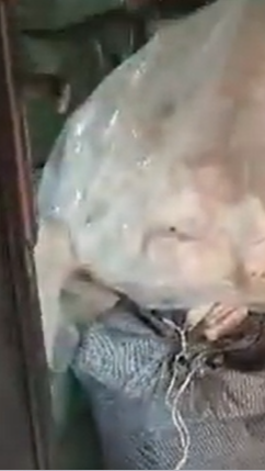 NAFDAC Shuts Down Illegal Factory in Ipaye, Lagos 🚨