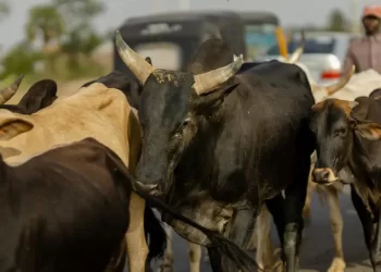 Fulani Cattle Rustlers Caught in Abia: Quick Action Prevents Major Crisis