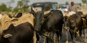 Fulani Cattle Rustlers Caught in Abia: Quick Action Prevents Major Crisis