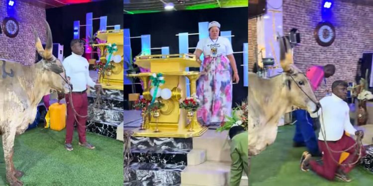 Nigerian man offers cow in church to appreciate God’s wonders