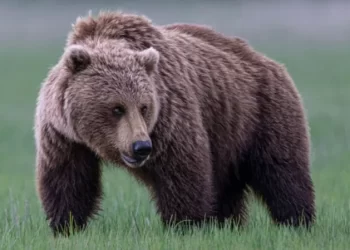 Fear Grips Bella Coola as Grizzly Bear Remains Uncaught