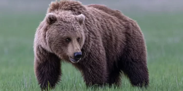 Fear Grips Bella Coola as Grizzly Bear Remains Uncaught