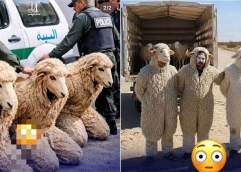 “Japa gone wrong” – 3 men arrested in Algeria for trying to enter Spain disguised as sheep