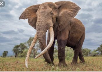 One dead, another missing as elephant attacks Oyo community