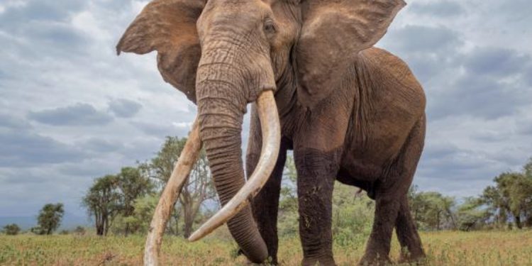 One dead, another missing as elephant attacks Oyo community