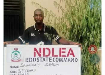 NDLEA Destroys Five Cannabis Farms, Arrests Three in Edo