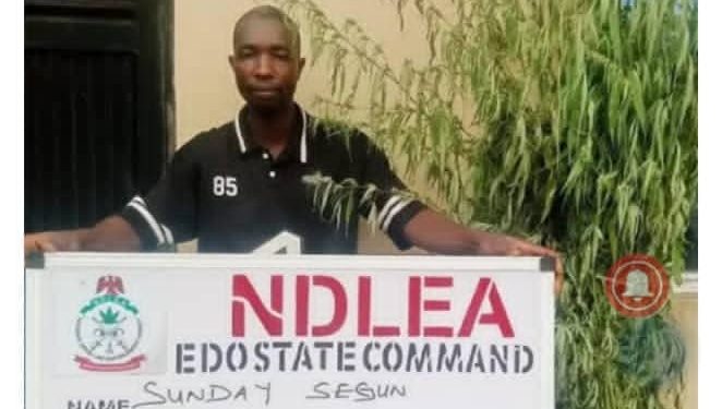 NDLEA Destroys Five Cannabis Farms, Arrests Three in Edo